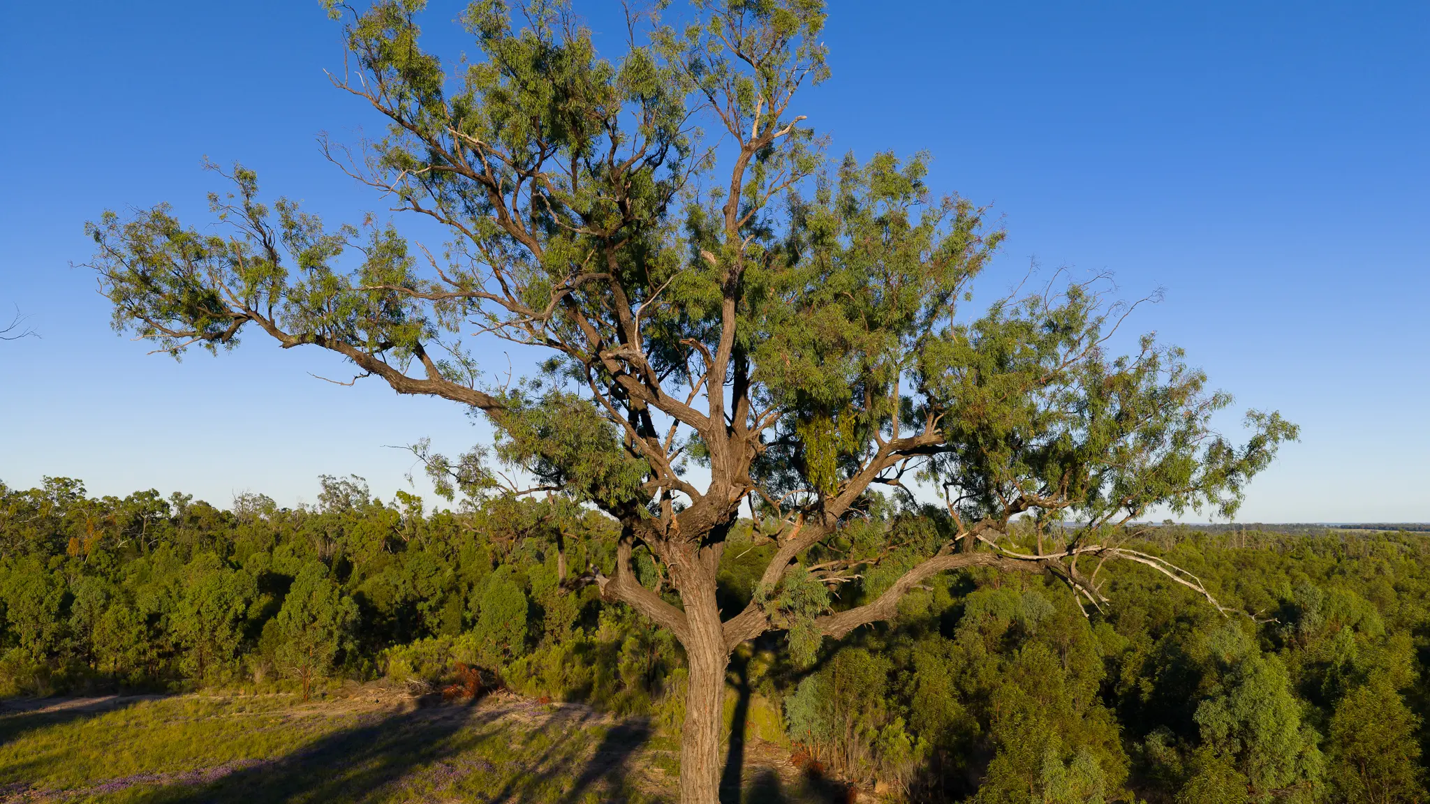 IronBark Station