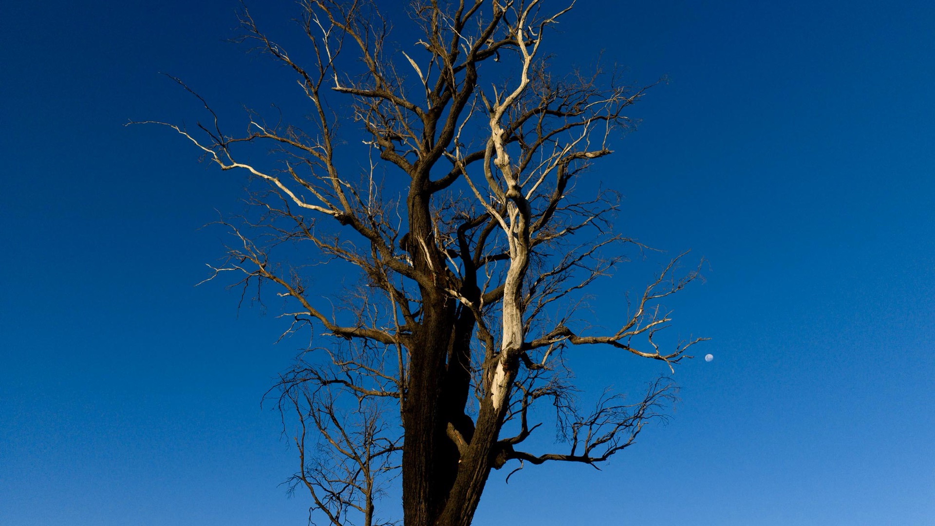 Lightning-scarred ironbark against blue sky with moon